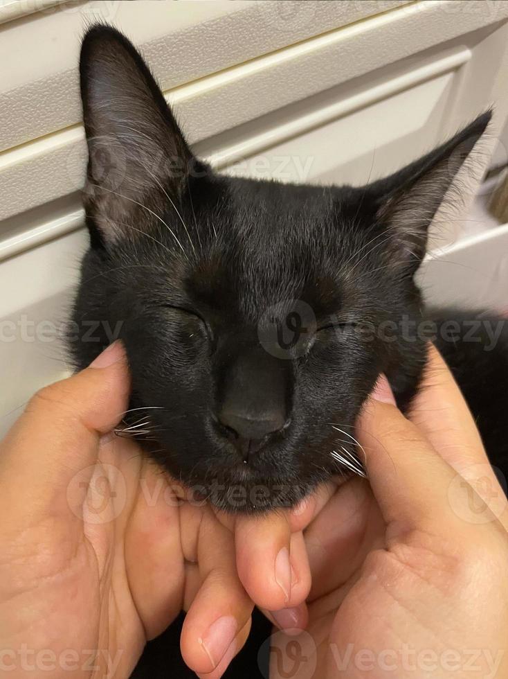 segurando uma cara de gato e fechando os olhos. gato feliz está satisfeito com acariciar a mão. gatinho preto. foto