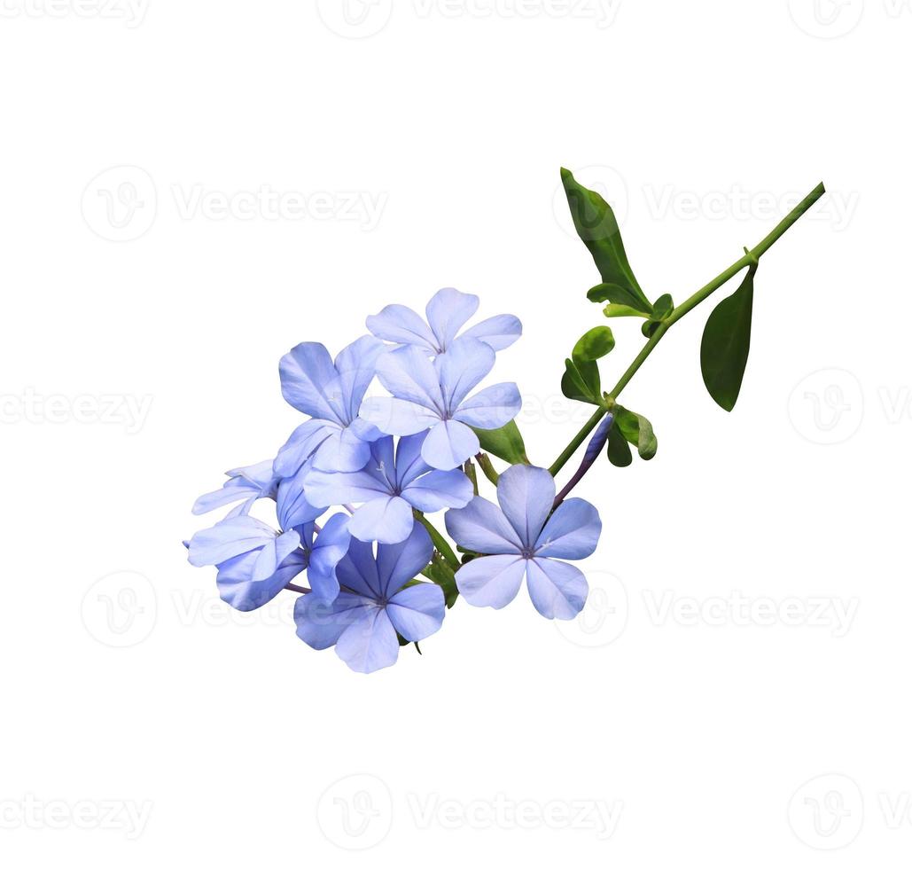 plumbago branco ou flores de chumbo. feche o buquê de flores azuis isolado no fundo branco. bando de flores exóticas de vista superior. foto