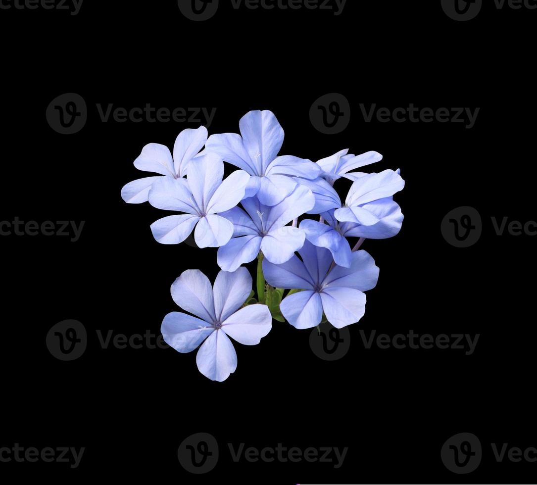 plumbago branco ou flores de chumbo. feche o buquê de flores azuis isolado no fundo preto. bando de flores exóticas de vista superior. foto