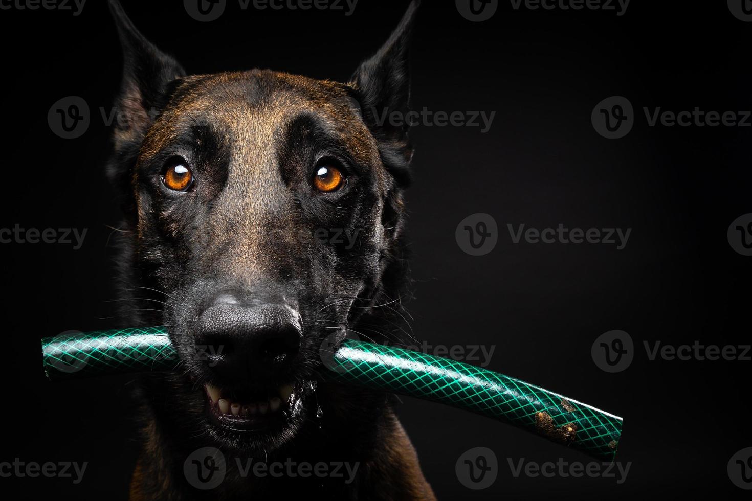retrato de um cão pastor belga com um brinquedo na boca, um tiro em um fundo preto isolado. foto
