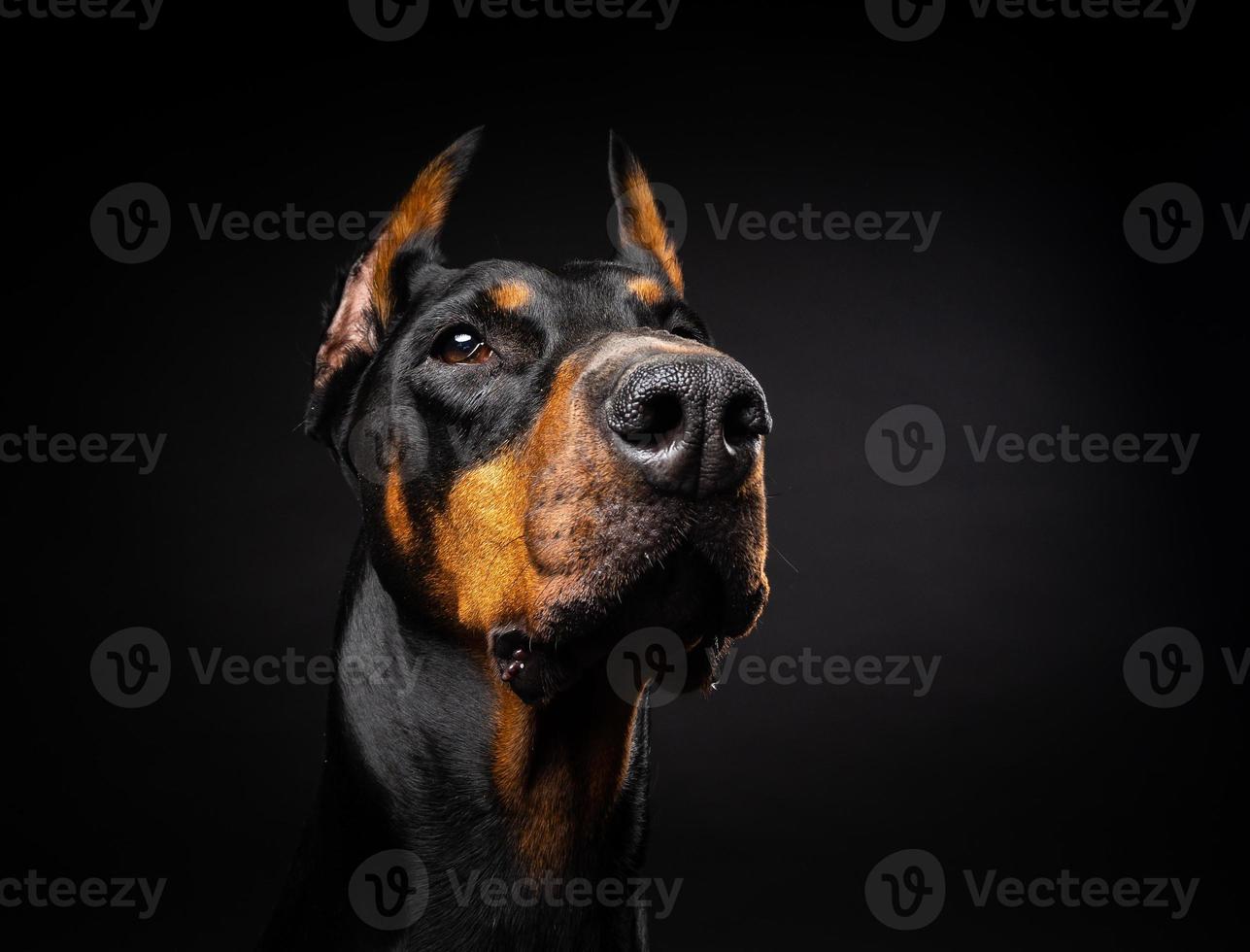 retrato de um cão doberman em um fundo preto isolado. foto