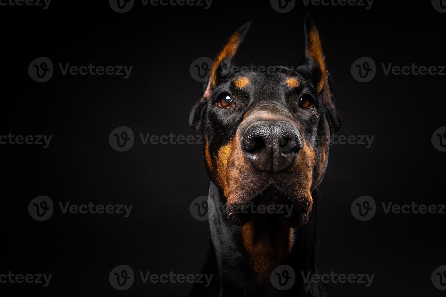 retrato de um cão doberman em um fundo preto isolado. foto