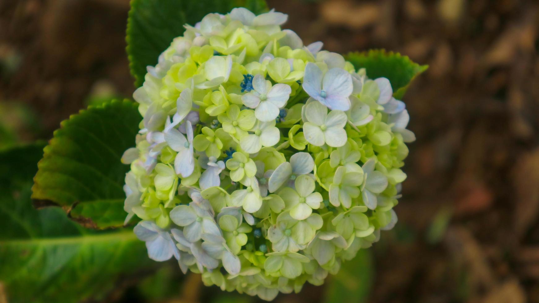 linda e deslumbrante hortênsia verde foto