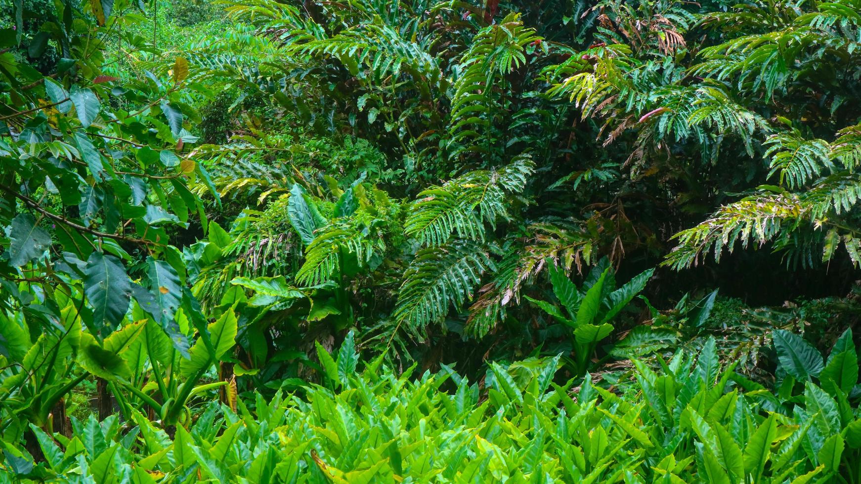 bela folhagem verde como pano de fundo foto