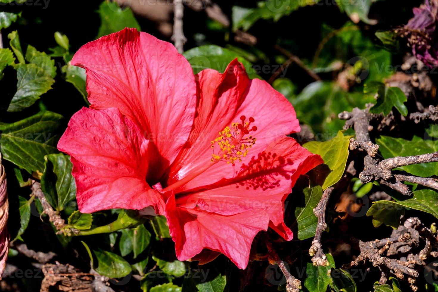 close-up de flor de hibisco foto