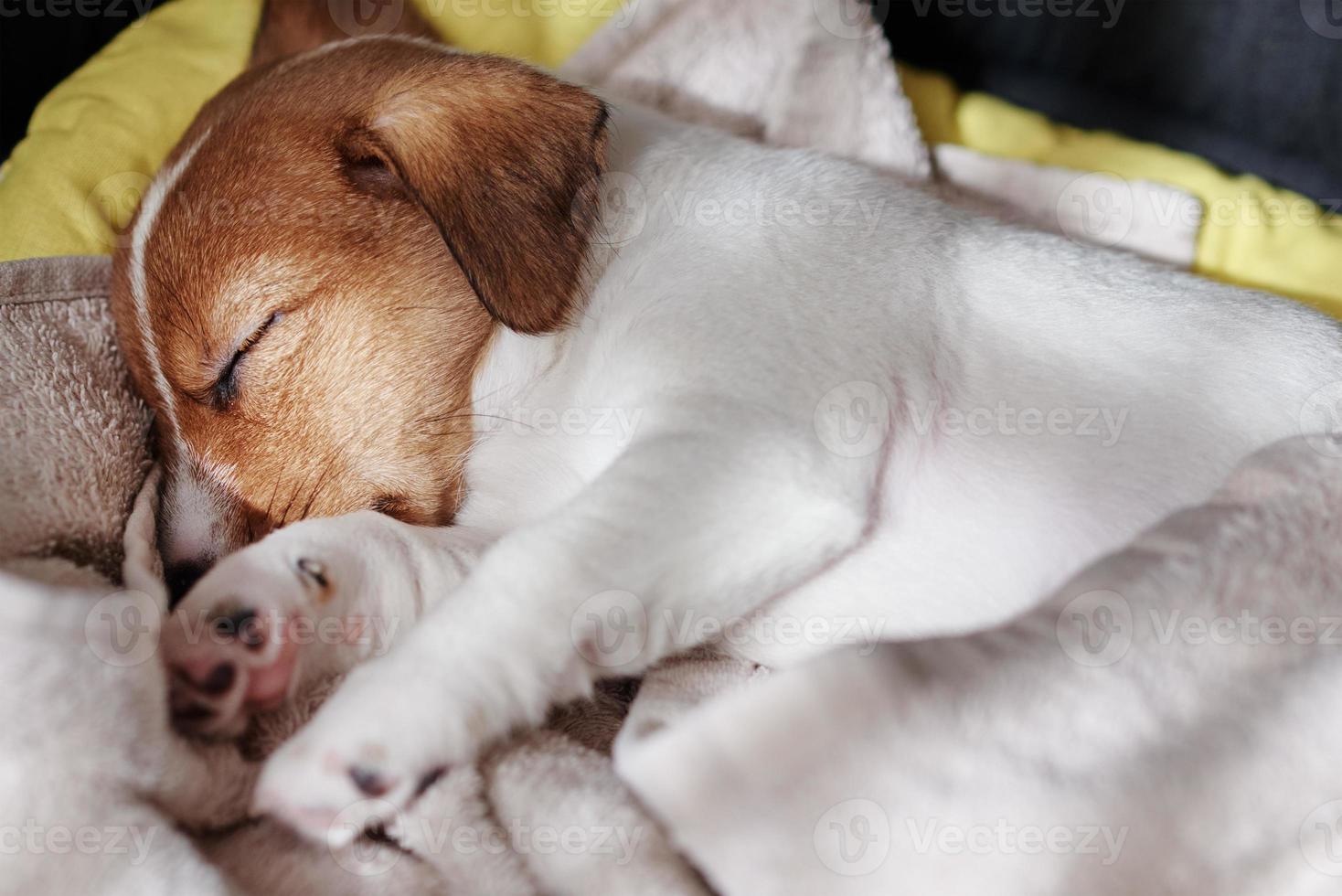 cachorro jack russel terrier dorme na cama foto