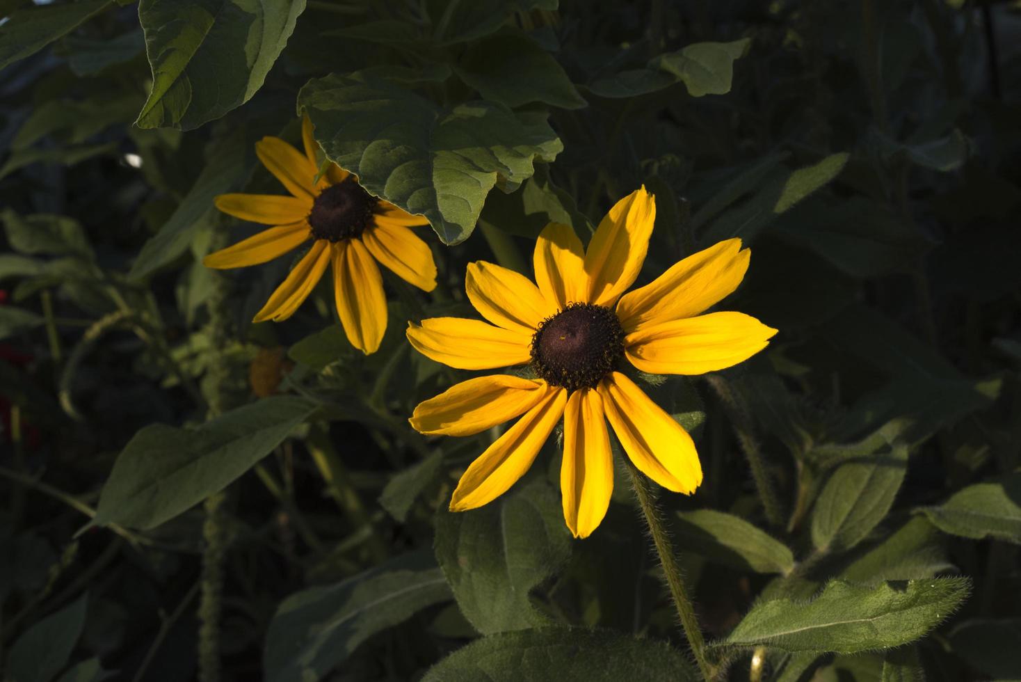 lindas flores mexicanas amarelas foto