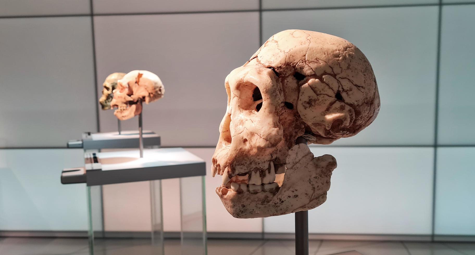 o crânio de um homem primitivo. museu arqueológico. exposição espetacular apresenta a evolução humana. foto