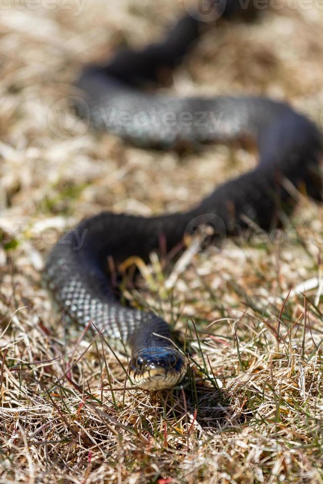 cobra de grama em ambiente natural foto