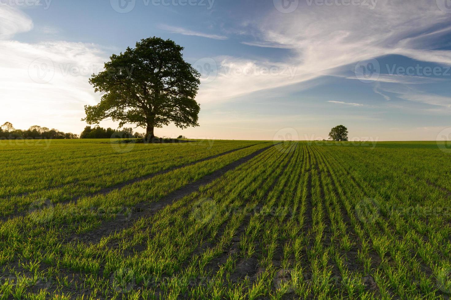 paisagens da zona rural da letônia na primavera foto