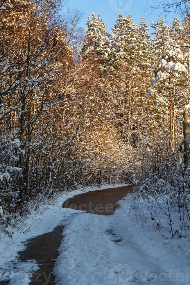 dia de inverno nevado no pântano foto