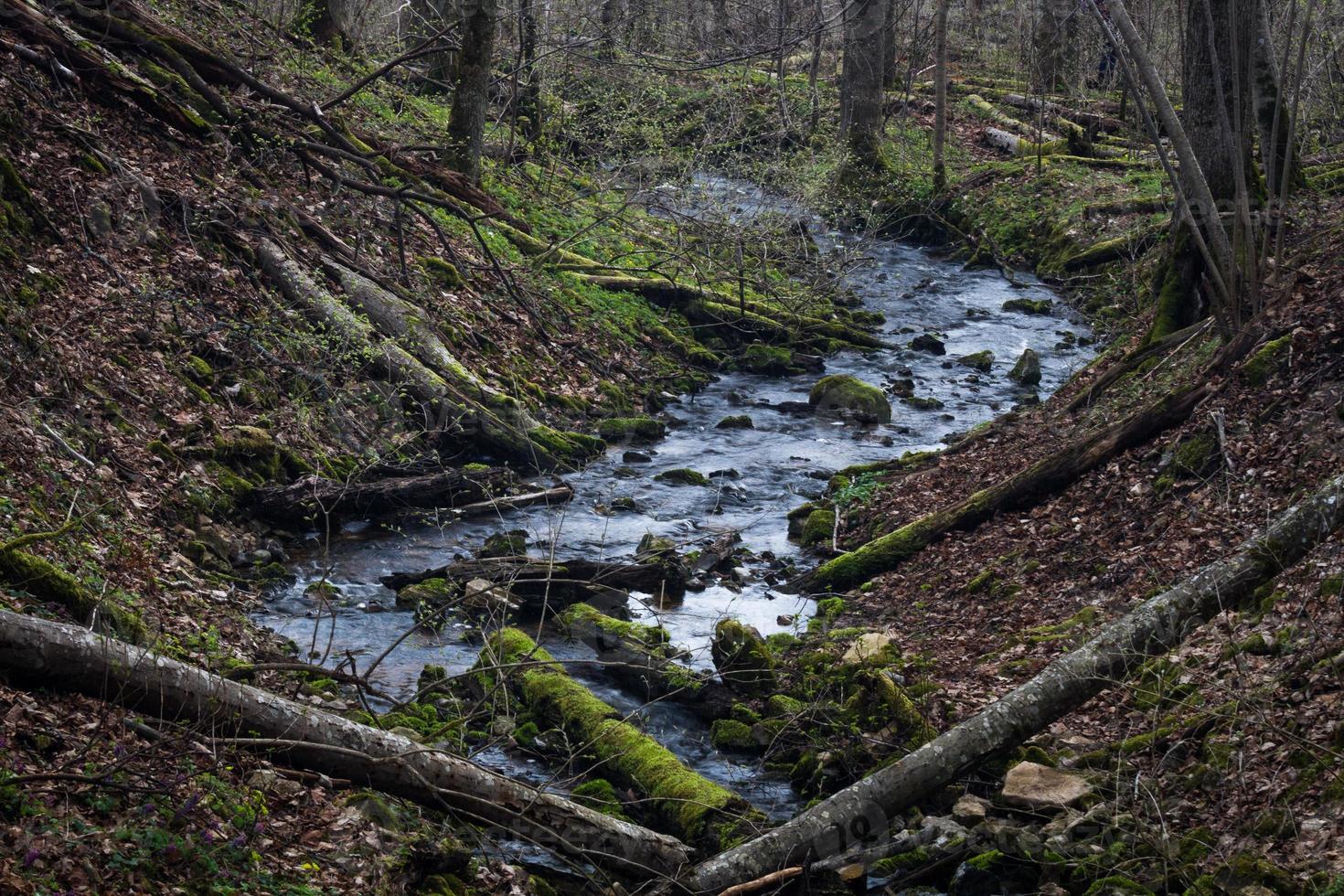 pequeno rio da floresta no início da primavera foto