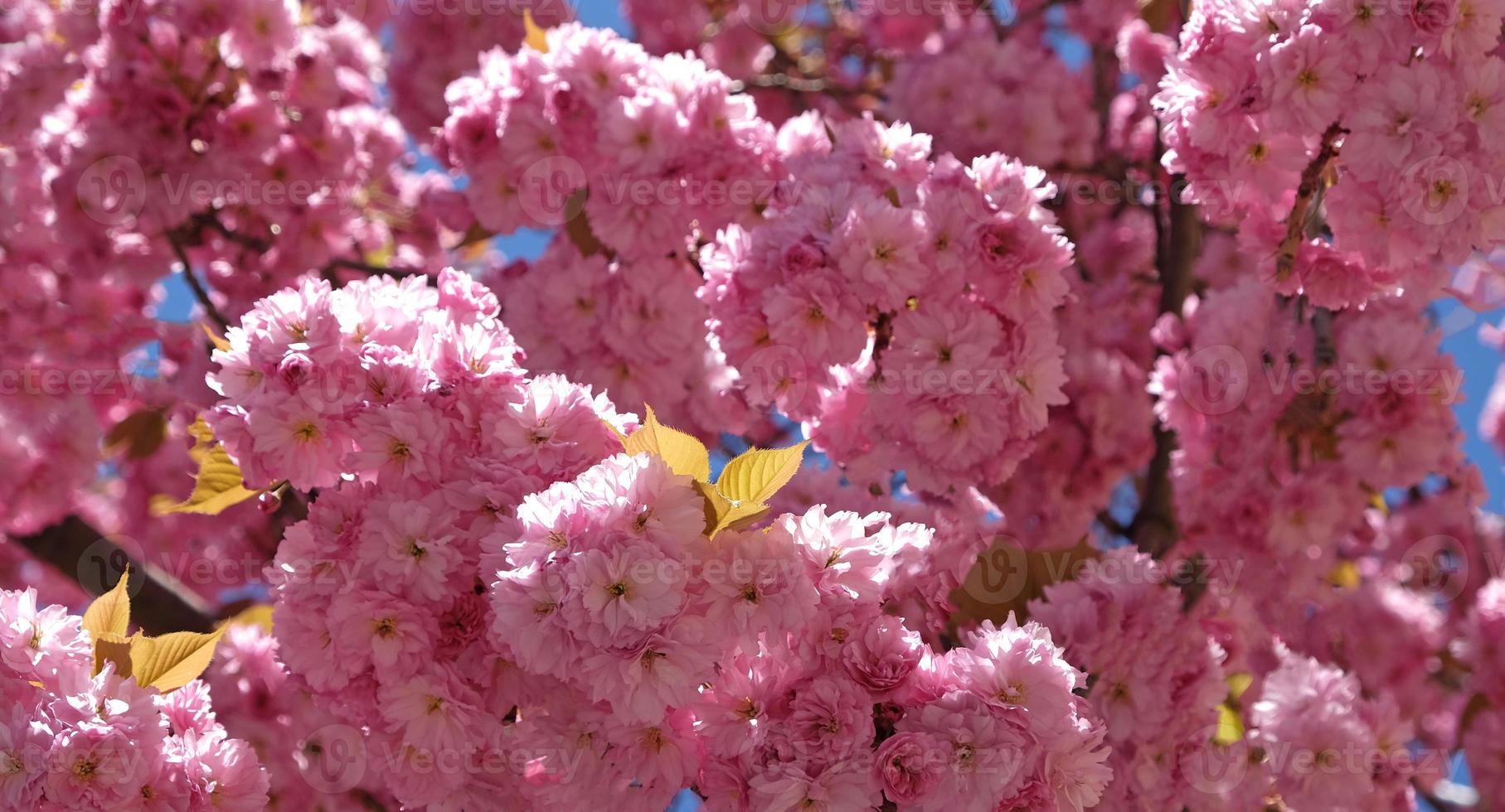 bandeira de flores da primavera. ramo de flores cor de rosa da árvore de sakura no início da primavera. incrível banner de primavera floral natural ou cartão de felicitações, cartão postal, pôster. foto