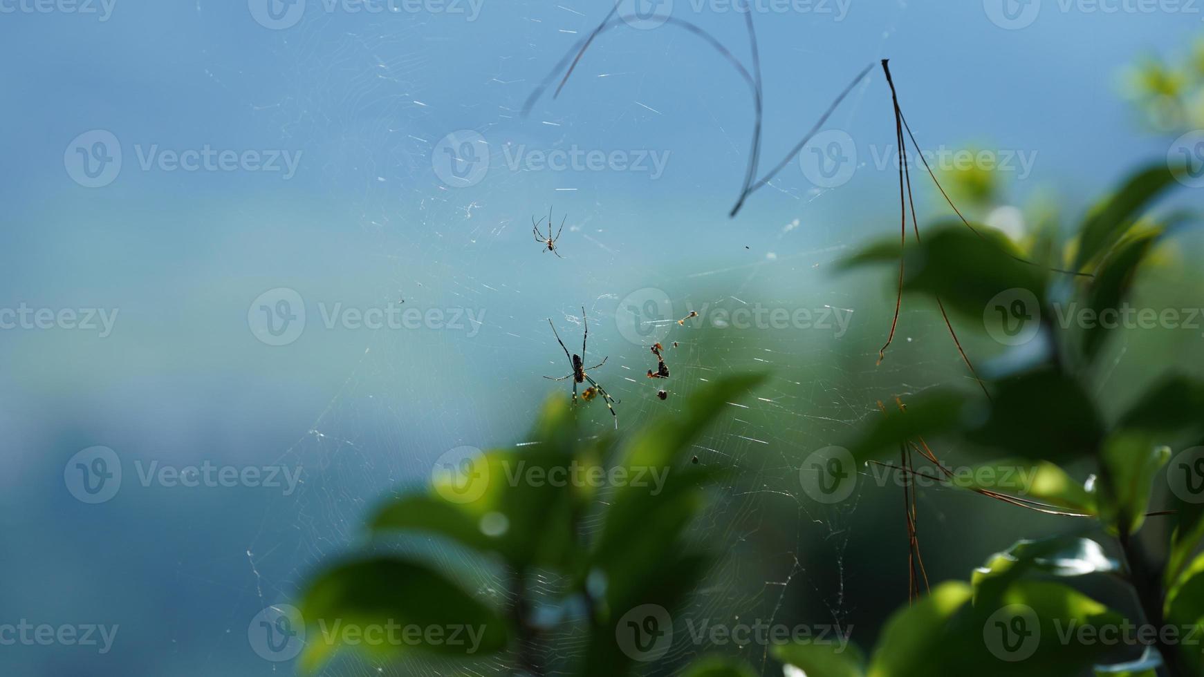 a teia de aranha selvagem pendurada entre a floresta da selva foto