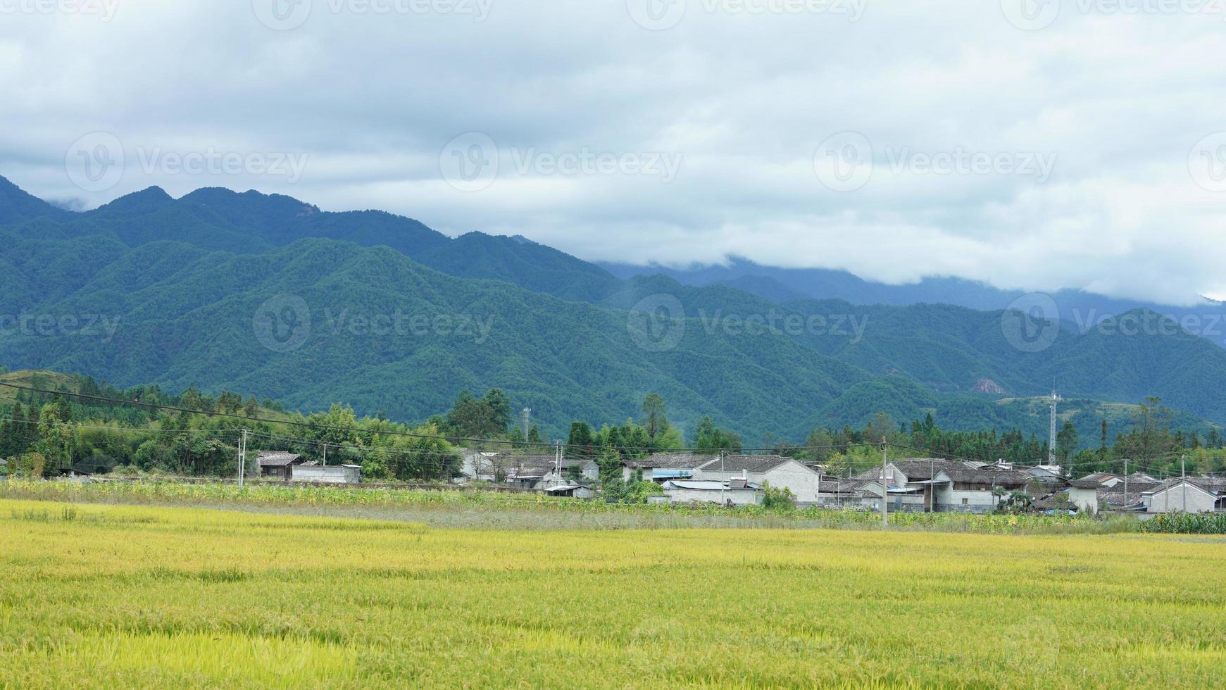 a visão do campo de arroz amarelo de colheita localizada no vale entre as montanhas com o céu nublado como pano de fundo foto