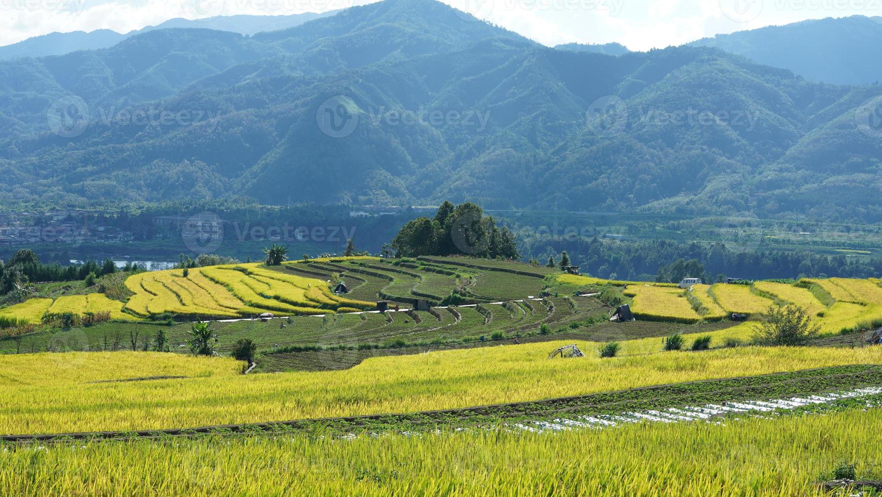 a visão do campo de arroz amarelo de colheita localizada no vale entre as montanhas com o céu nublado como pano de fundo foto