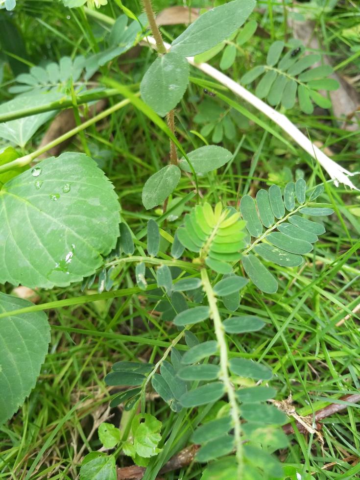 ervas daninhas nos campos de arroz pela manhã. foto