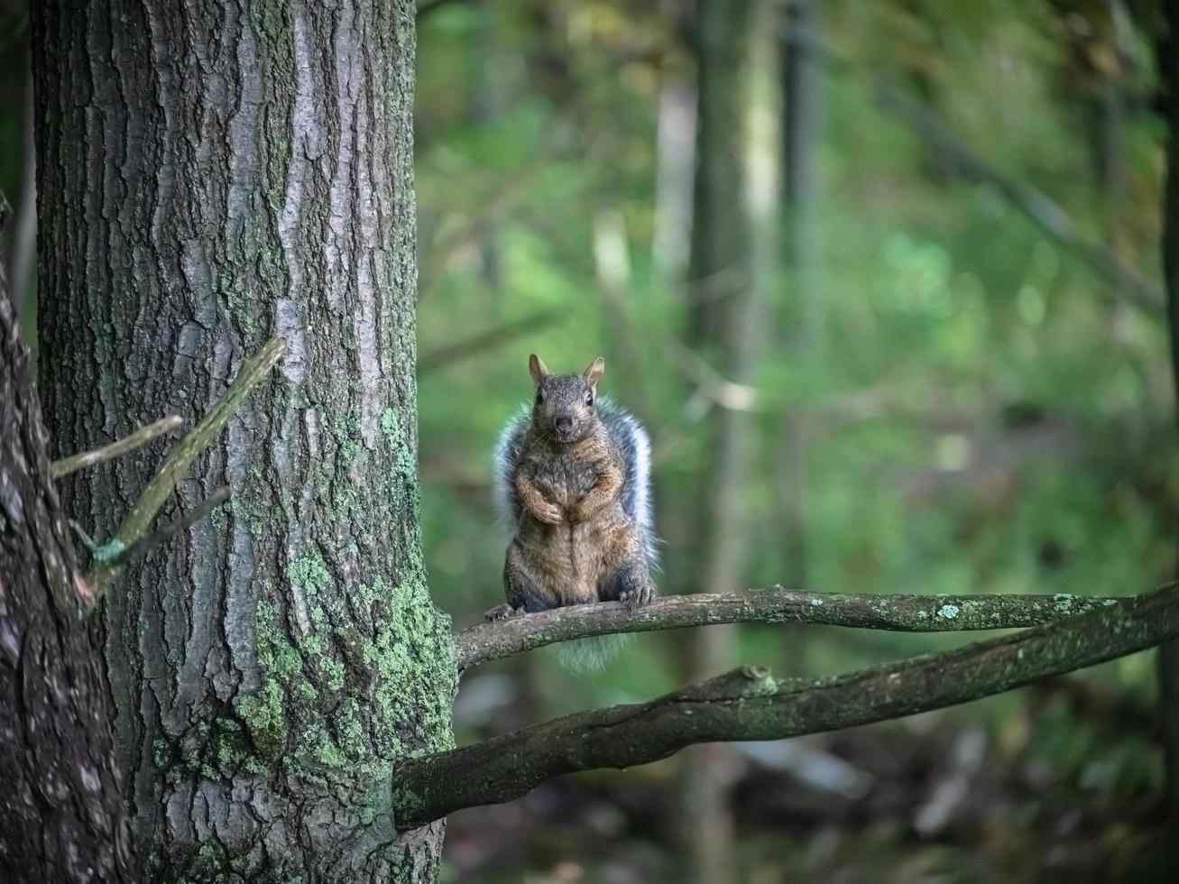 esquilo em pé em um galho de árvore foto