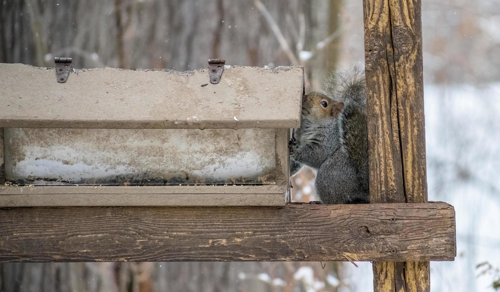 esquilo tentando tirar comida de um alimentador de pássaros em um parque foto