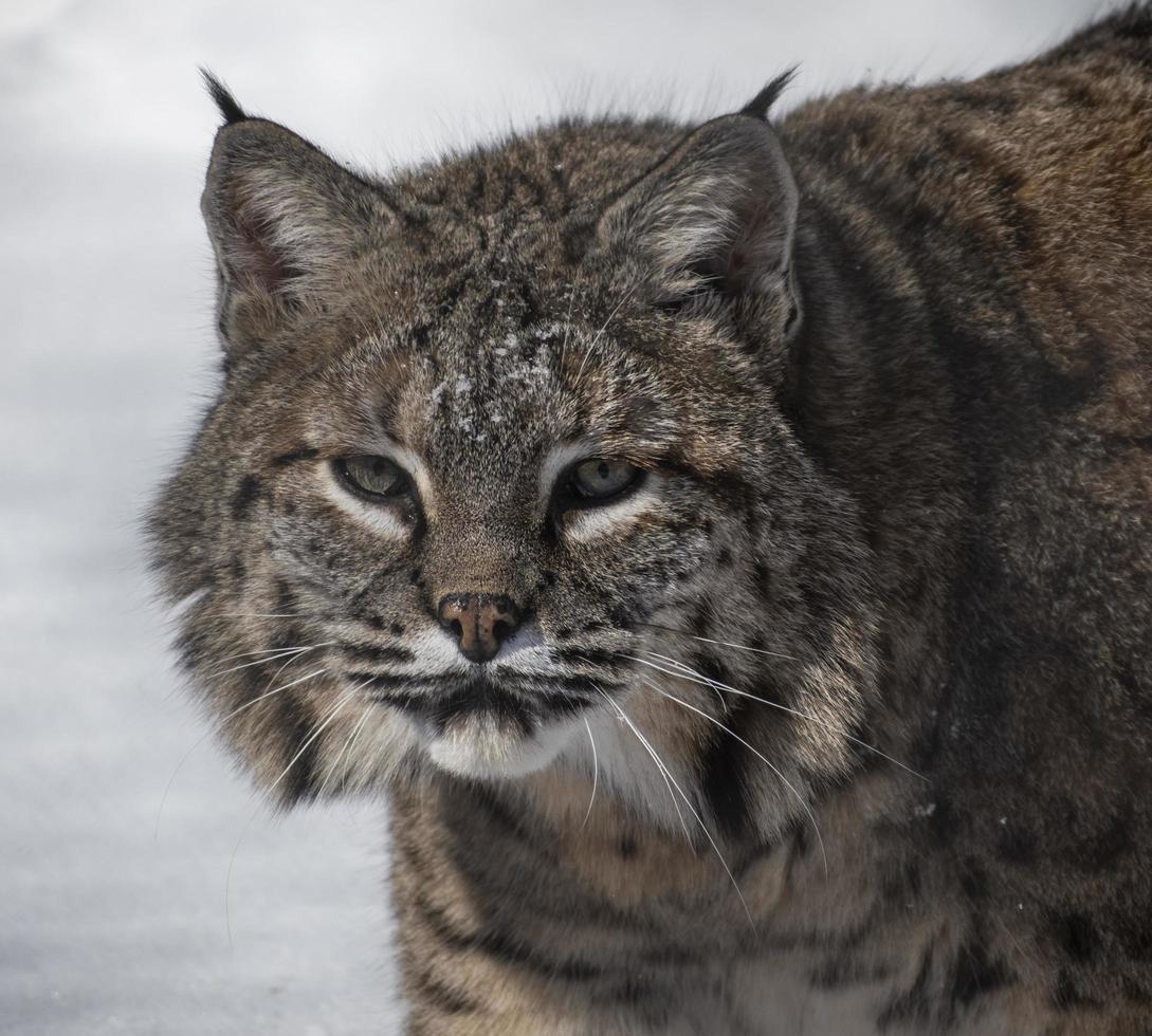 closeup de lince canadense andando na neve foto