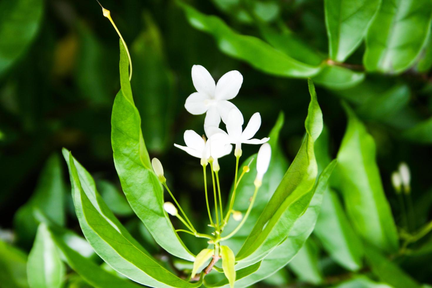 flores brancas de jasmim florescendo no jardim tailandês e folhas verdes foto