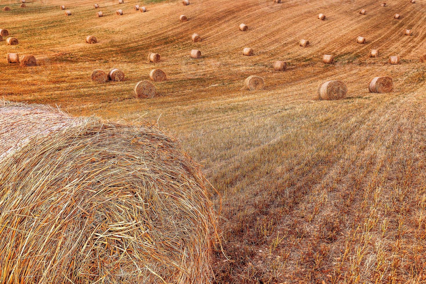 vista panorâmica de fardos de feno em um campo de trigo colhido em provence, sul da frança foto