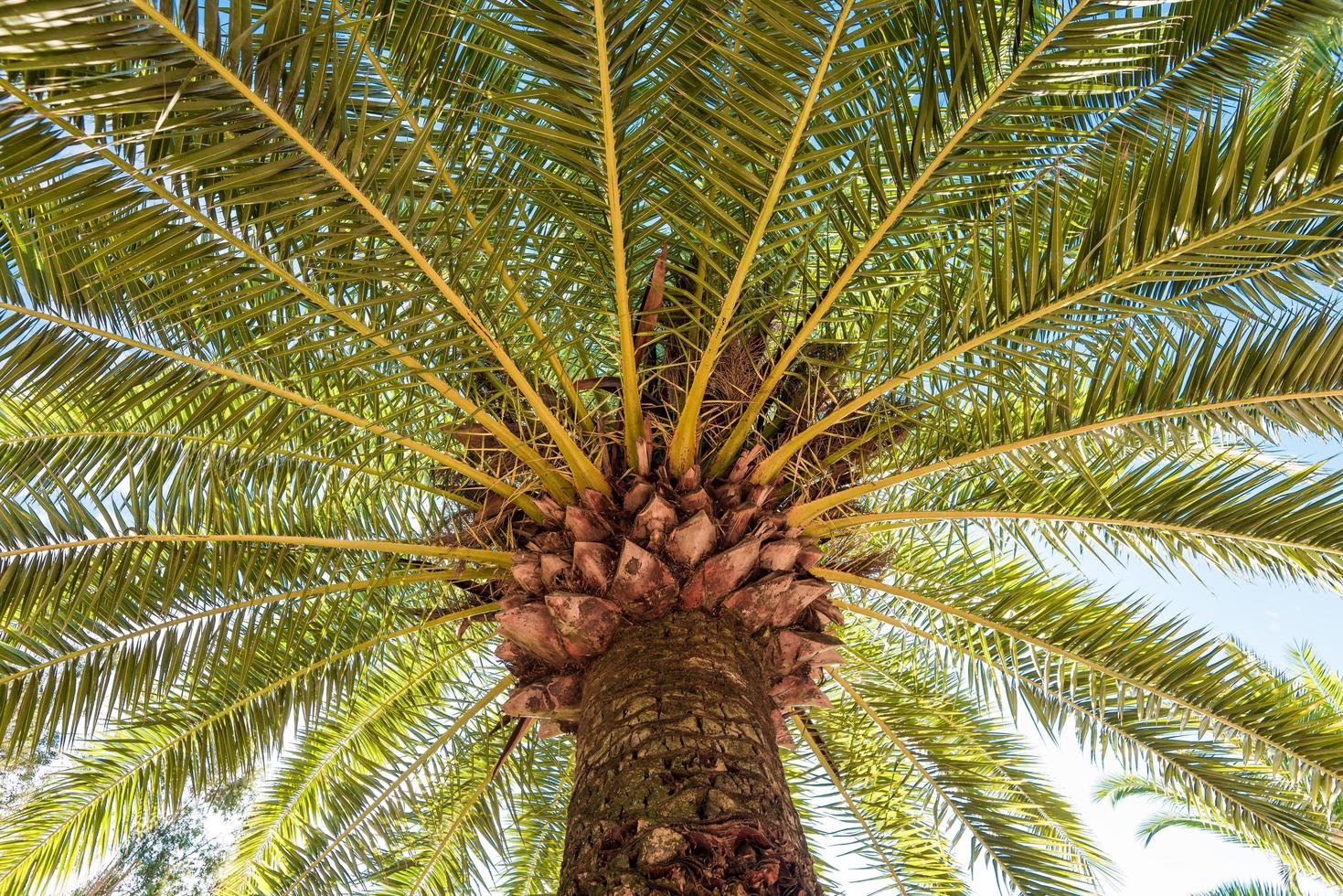 vista de ângulo baixo de uma palmeira fênix no sul da frança foto