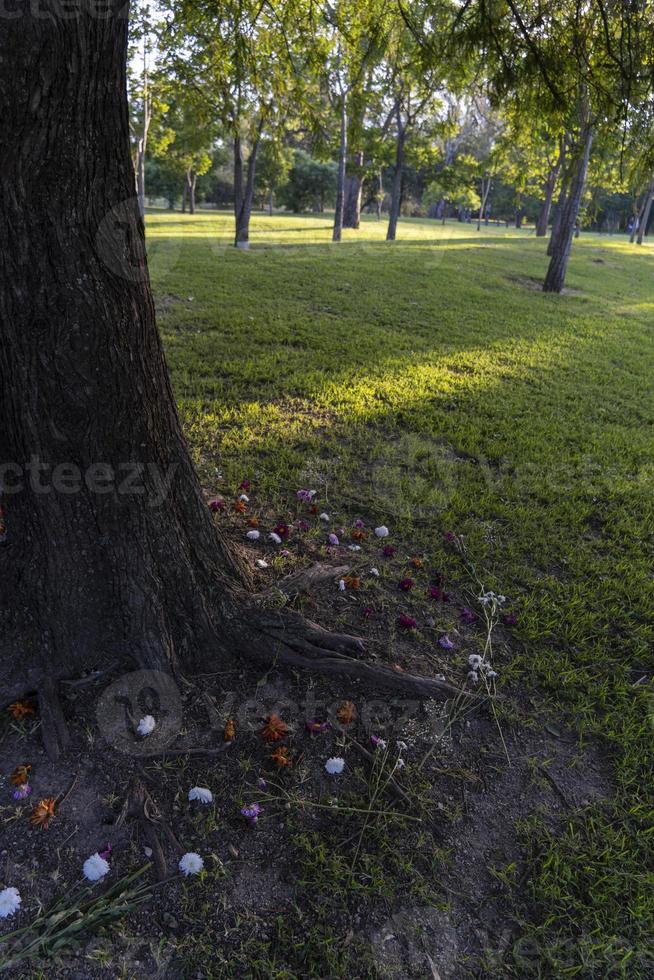 cuidado com o meio ambiente, derrubada de árvores proibida, parques infantis, américa latina, foto