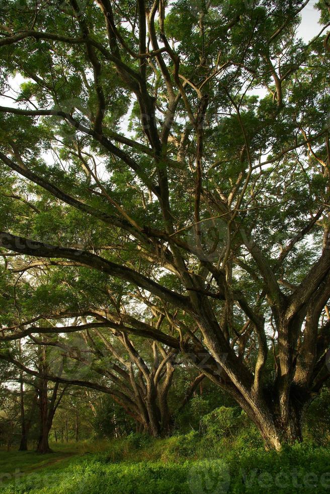 sombra da copa da árvore da chuva grande árvore na floresta foto