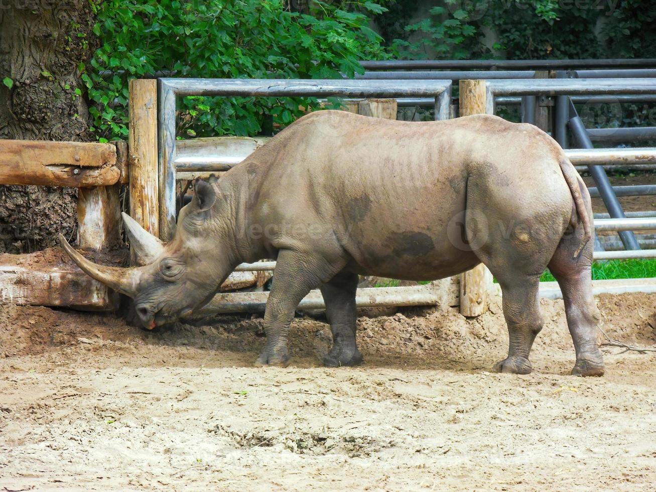 um grande rinoceronte comendo algo no chão foto