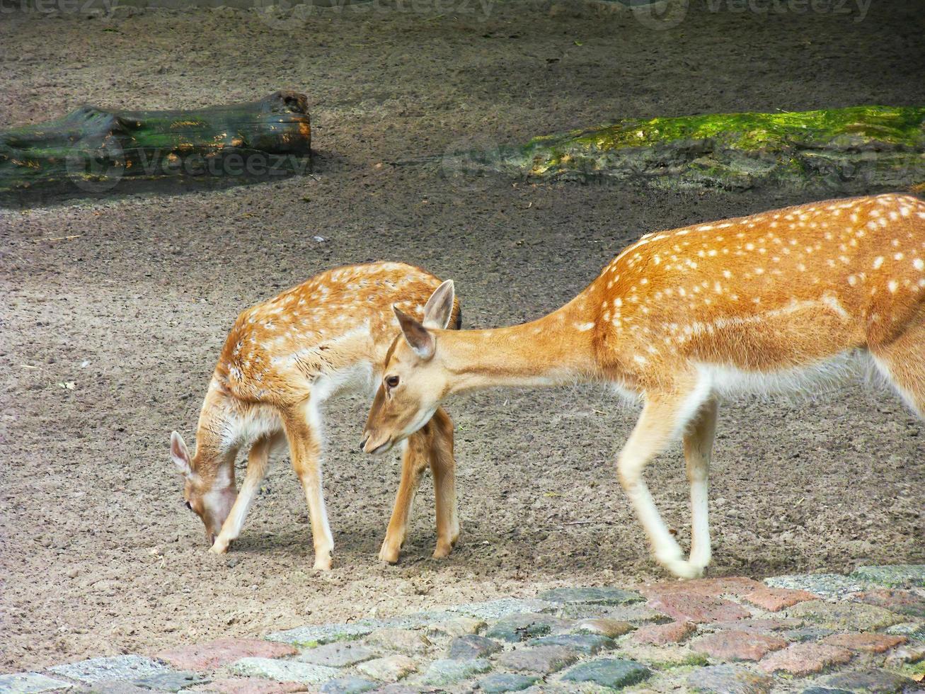 um jovem veado fêmea e sua mãe em um parque foto