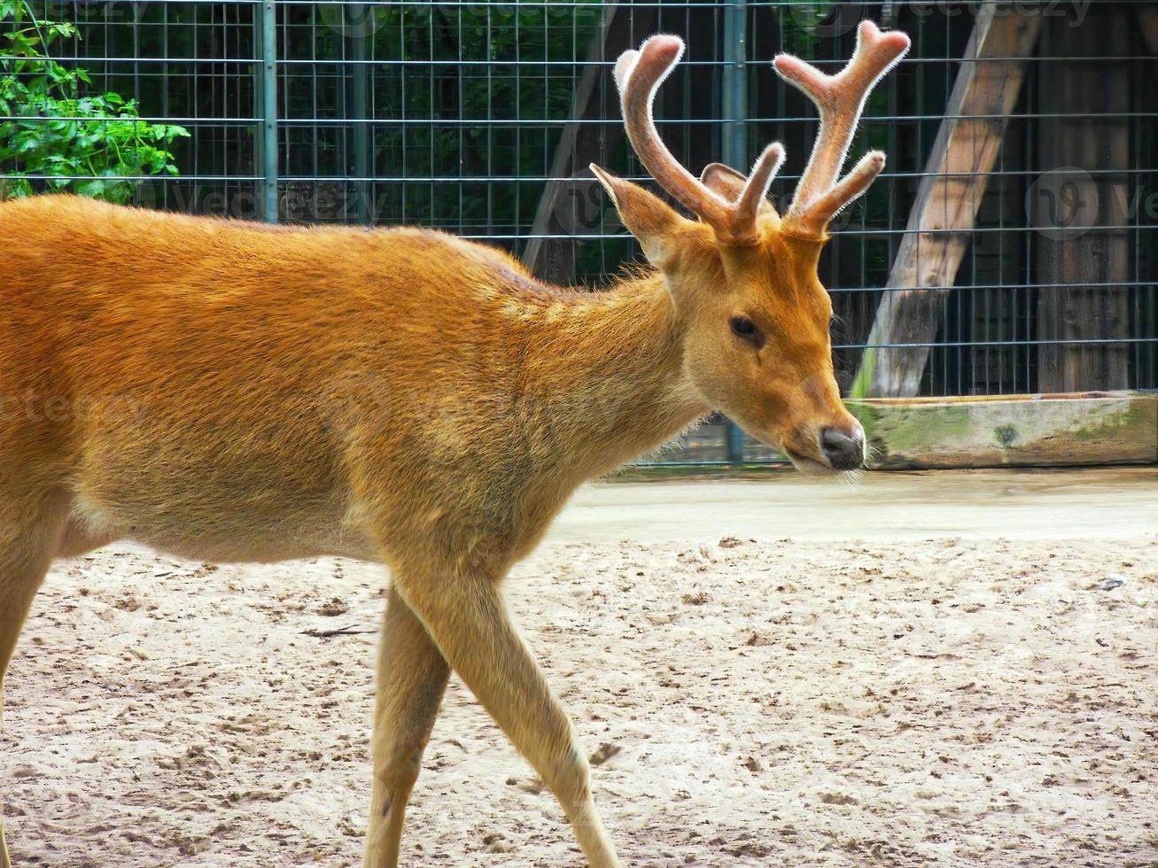 lindo veado jovem de pele vermelha laranja com chifres de veludo em um parque 3 foto