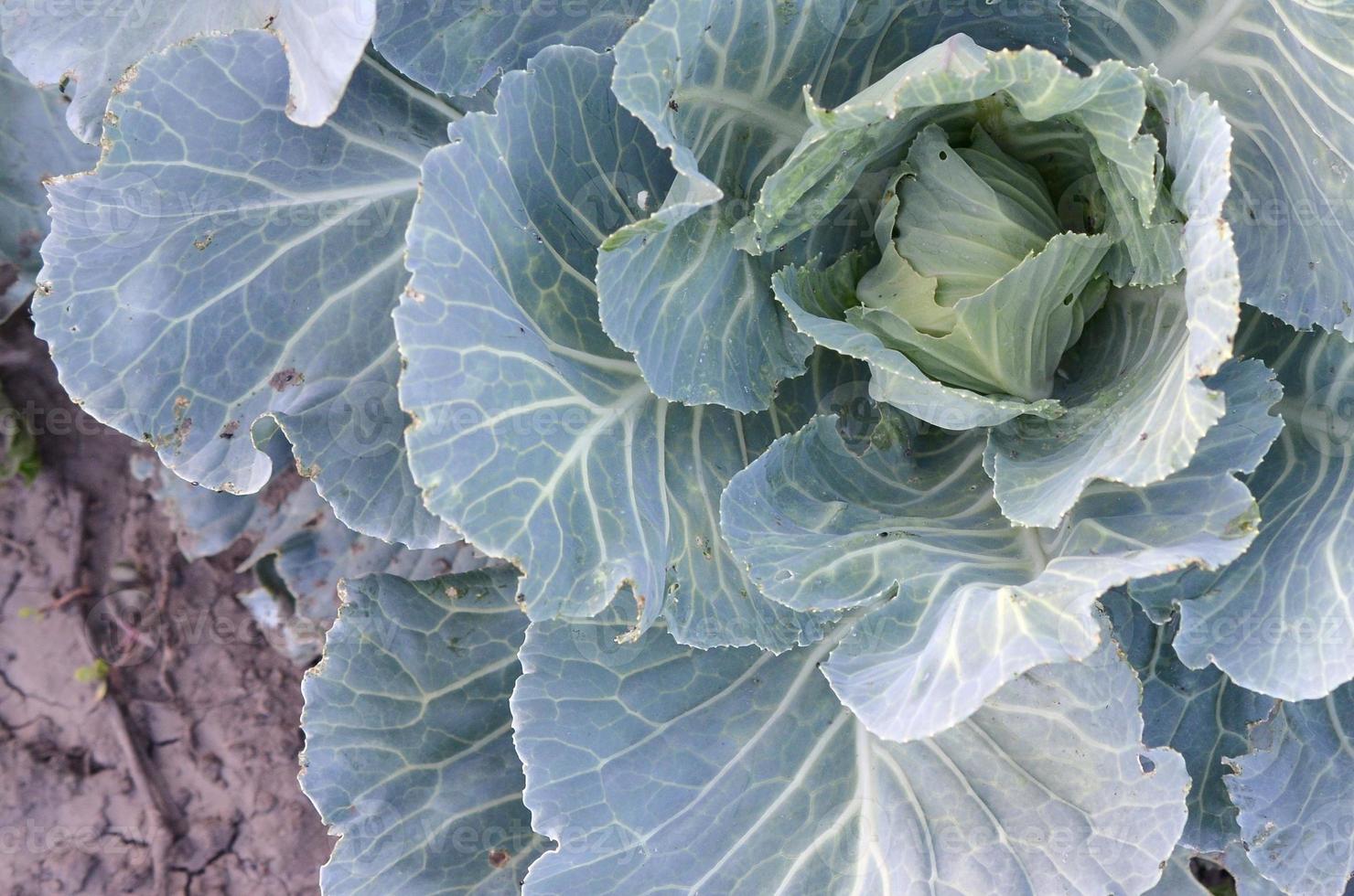 cabeça de maturação de repolho verde crescendo na fazenda de vegetais foto