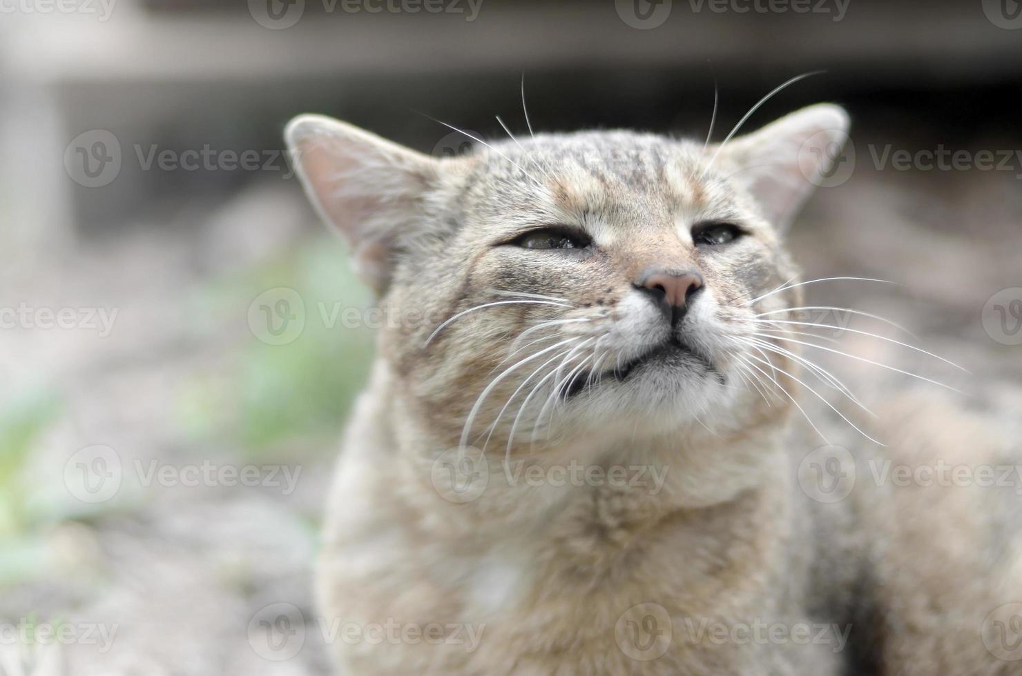 triste focinho retrato de um gato listrado cinza com olhos verdes, foco seletivo foto