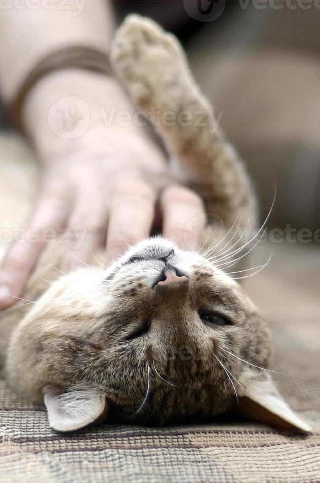 um gato malhado marrom grande bonito deitado no sofá macio preguiçoso enquanto a mão coçando o pescoço foto