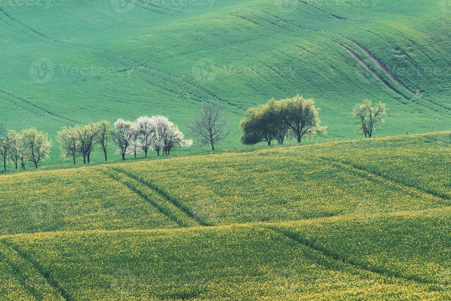 lindo prado. campos agrícolas verdes da moravia durante o dia. clima agradável foto