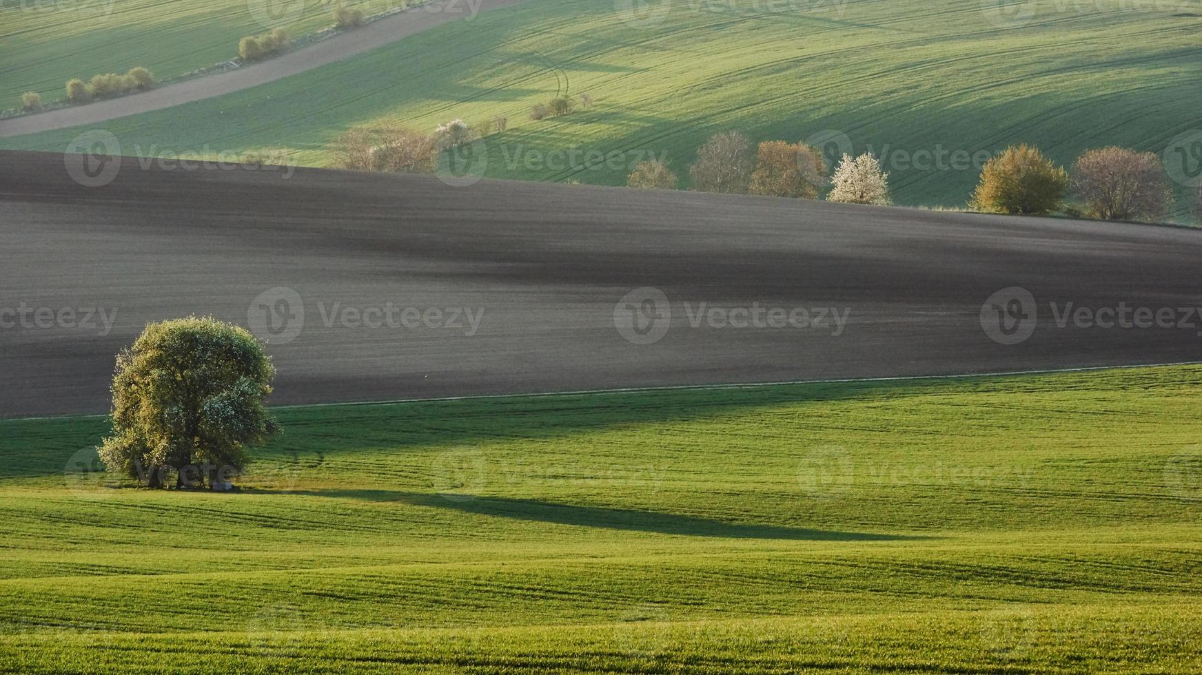 lindo prado. campos agrícolas verdes da moravia durante o dia. clima agradável foto