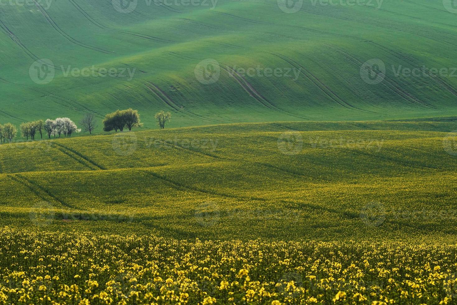 lindo prado. campos agrícolas verdes da moravia durante o dia. clima agradável foto