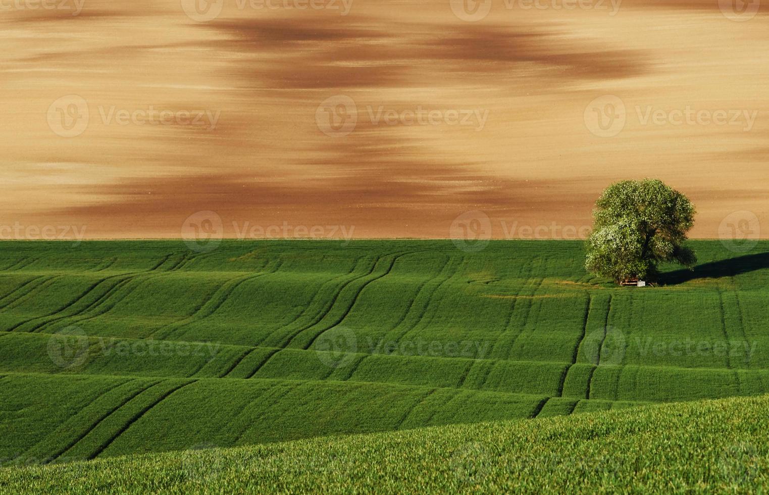 árvore em campo verde na moravia. natureza bela. cena rural foto