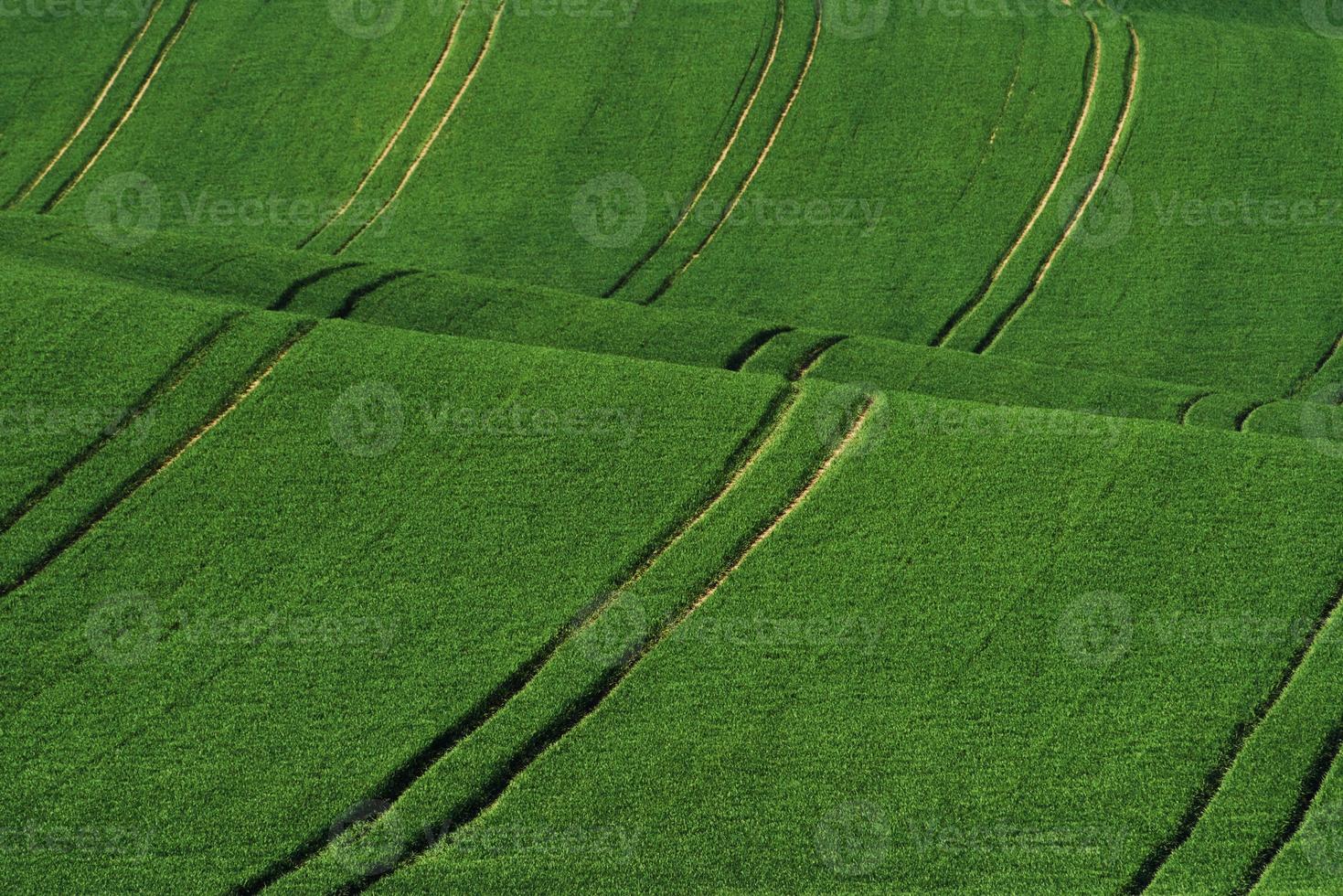 campos agrícolas verdes da moravia durante o dia. clima agradável foto