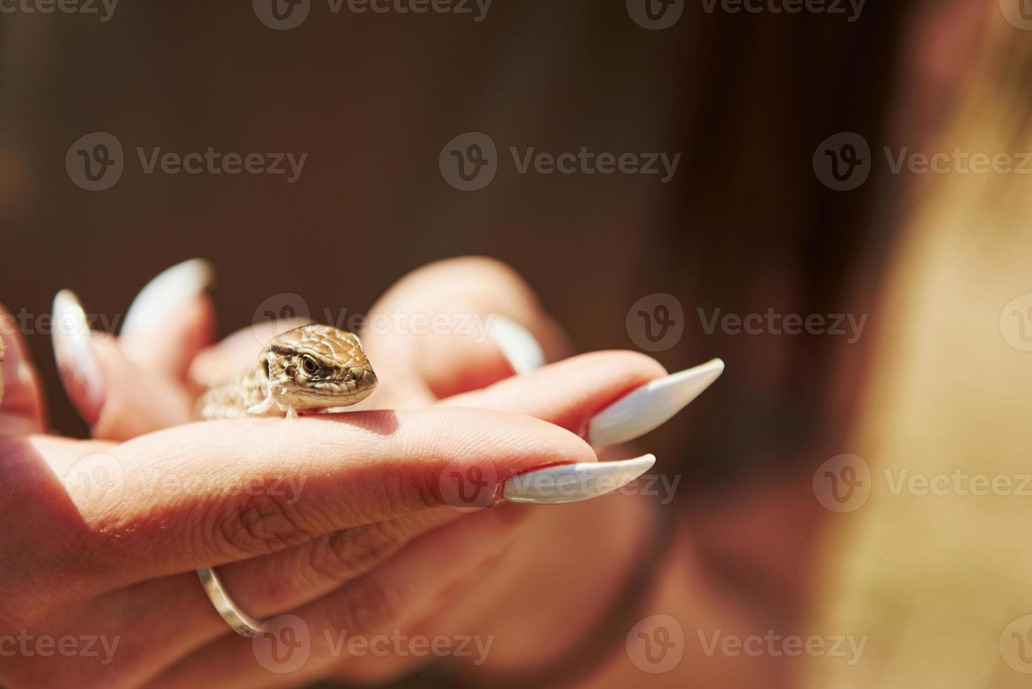 lagarto na mão da mulher em dia de sol ao ar livre. concepção da vida selvagem. pequeno réptil foto
