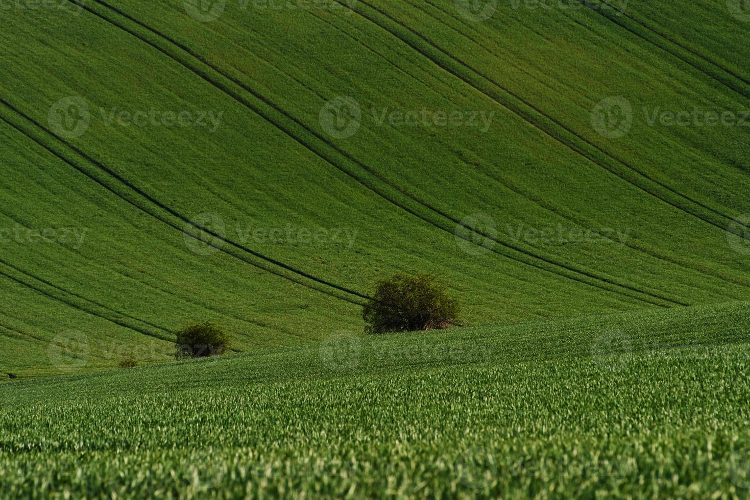 campos agrícolas verdes da moravia durante o dia. clima agradável foto