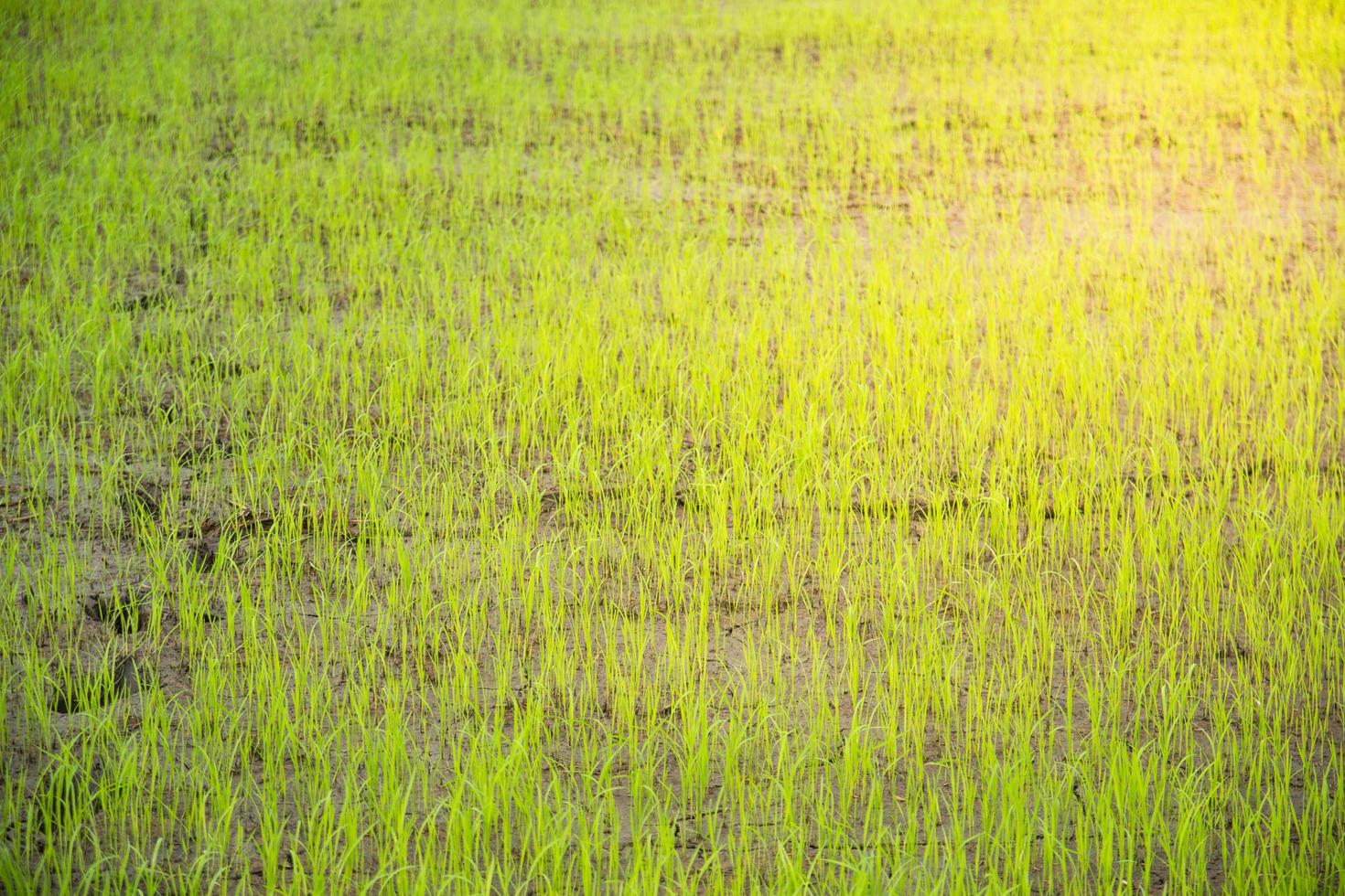 close-up de arroz arquivado foto