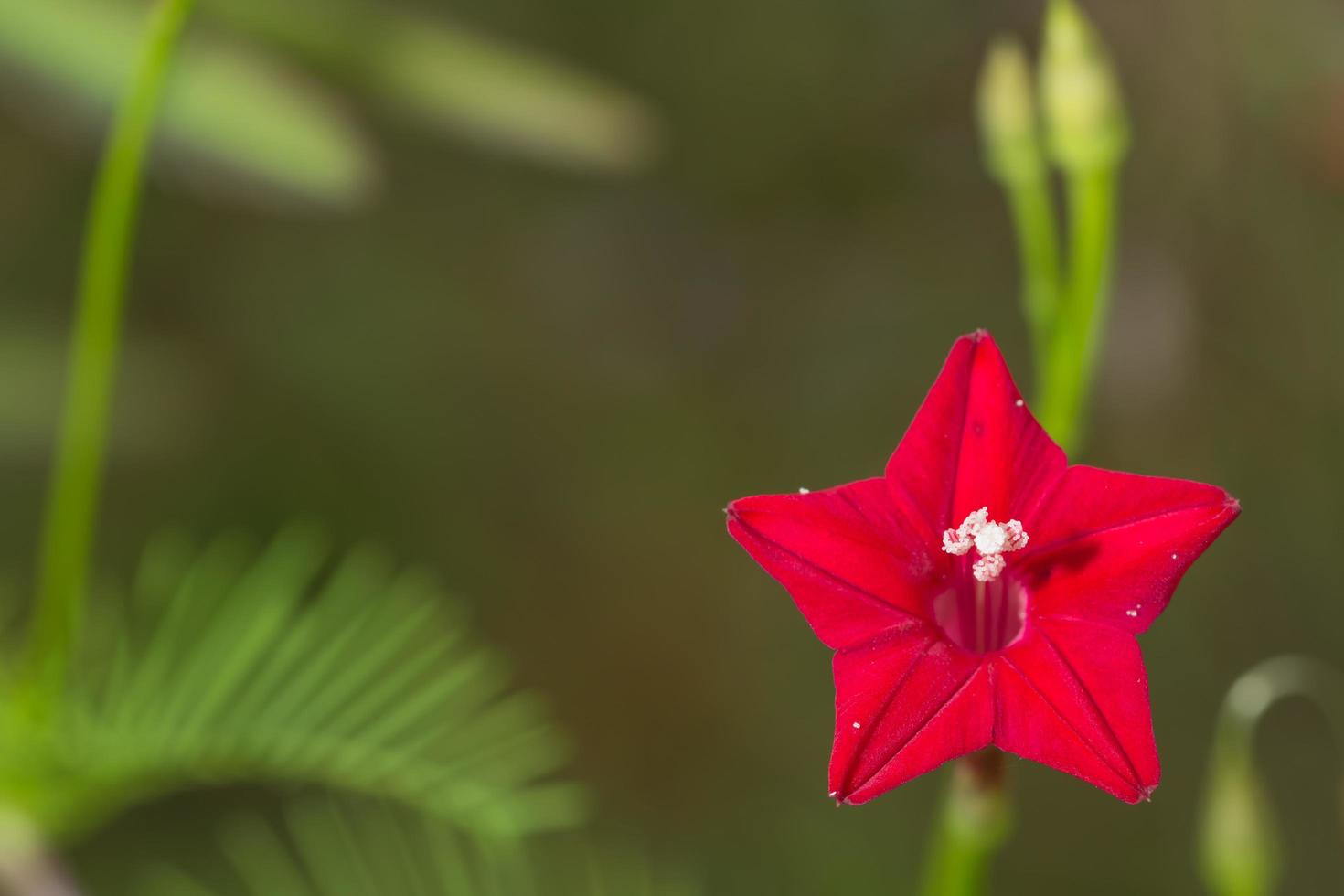 flor de cipreste foto