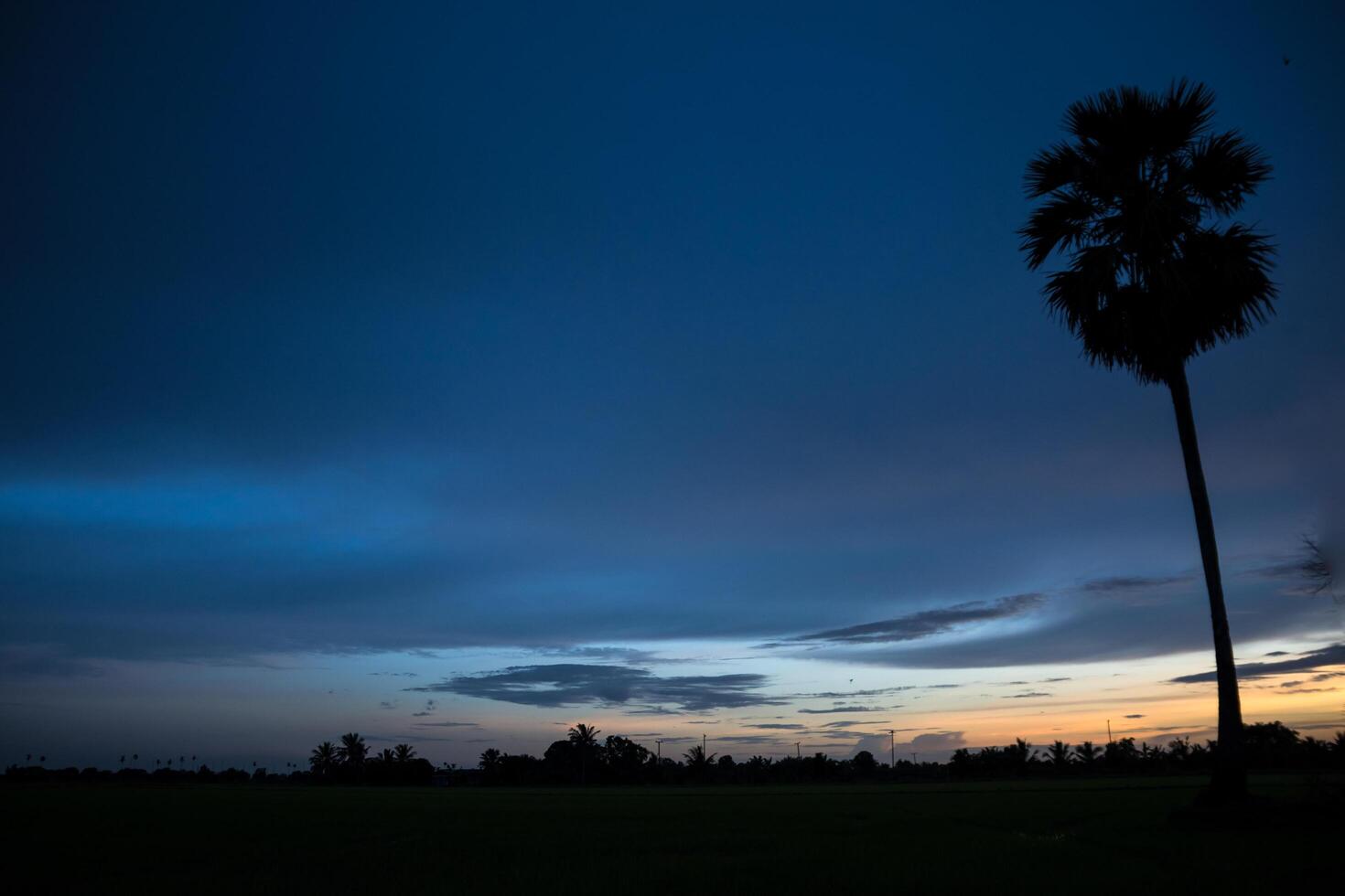 silhueta de uma palmeira ao pôr do sol foto