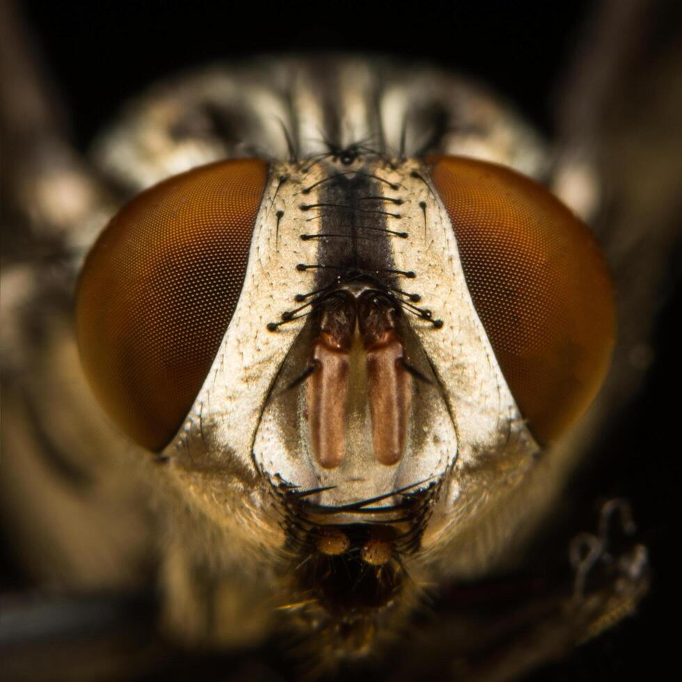 voar em uma folha, macro foto