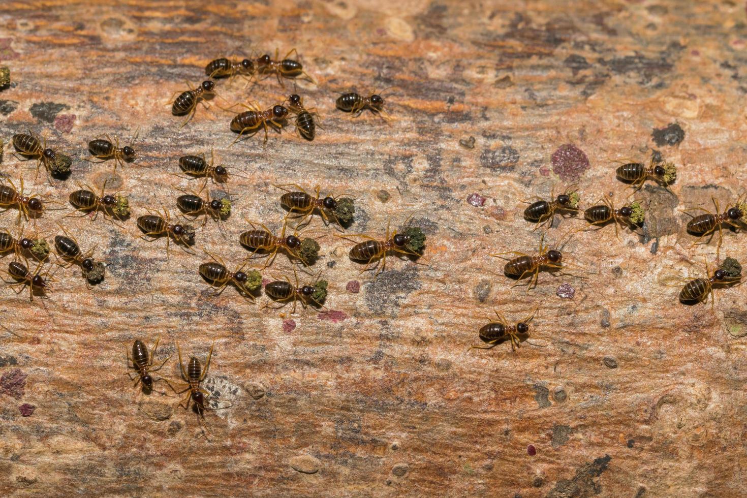 formigas em uma árvore foto