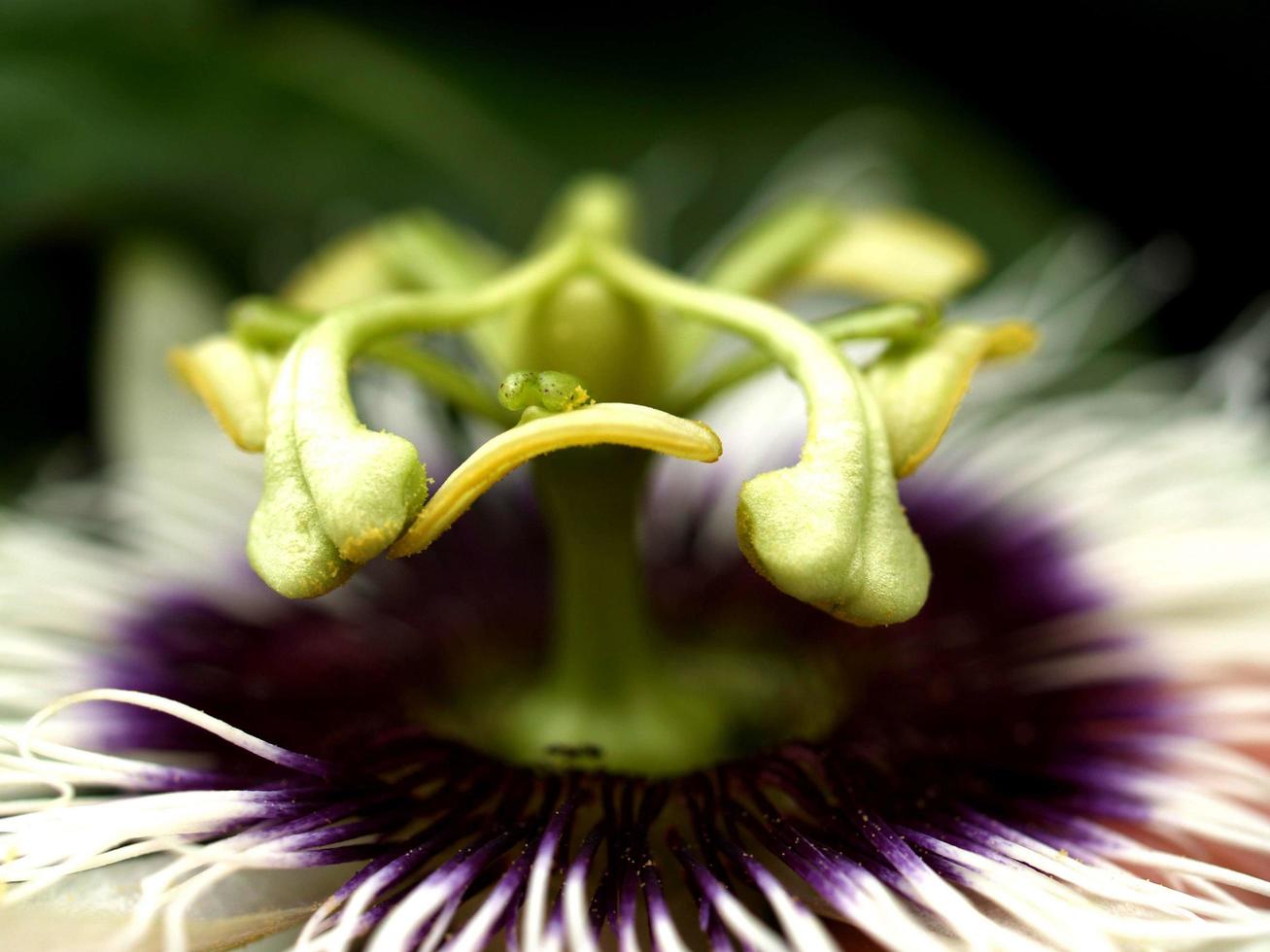 flor de maracujá foto