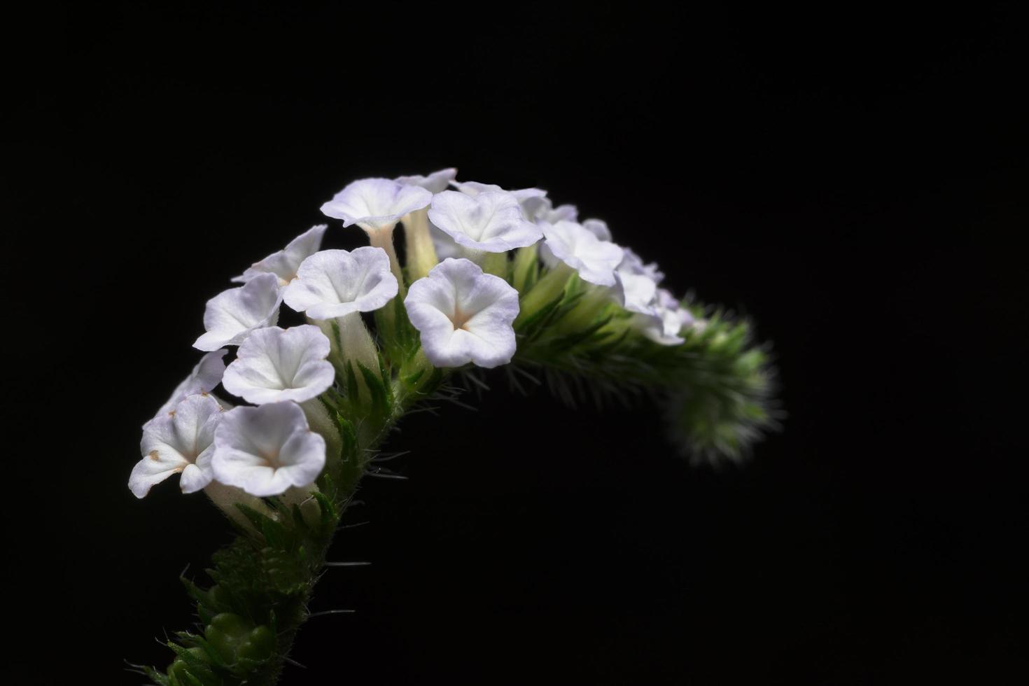 flor em fundo preto foto