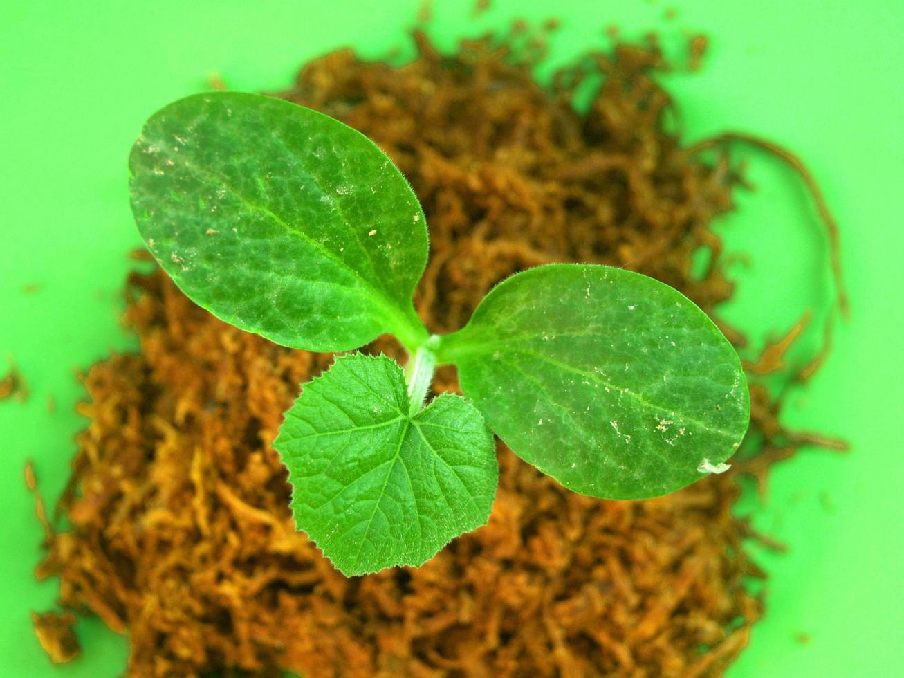 planta de árvore jovem, de cima para baixo foto